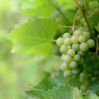 Some mysterious benefits of grapes, to make you Healthy